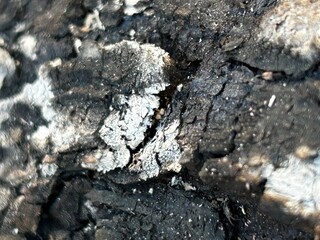 Burnt Wood Texture