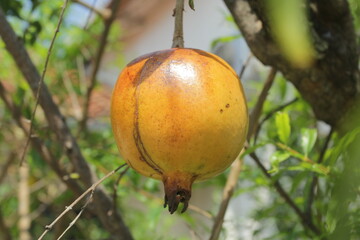 pomegranate fruit on tree