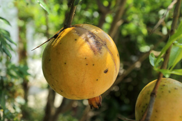 pomegranate 