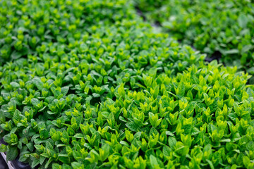 Rows of menta seedling. Lots of mint bushes in plastic pots. Spring work in garden. Gardening concept. Close up