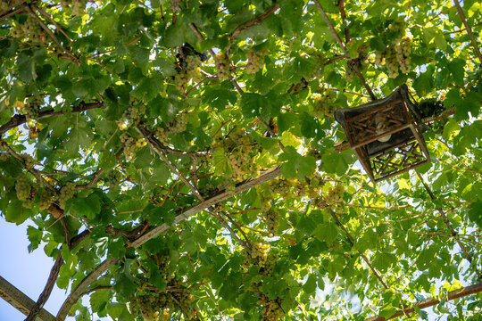 Ripe grapes on vine growing in vineyard Capri. Italy.