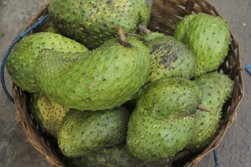 Annona muricata