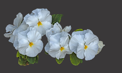 Fototapeta premium White flower isolated on background