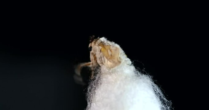 Mulberry silk moth - Bombyx emerging from its cocoon, close-up, detail