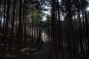 Scenery of Korean Hinoki cypress forest