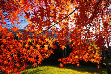 Autumn leaves in the Korean forest 