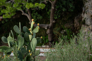 Prickly pear cactus from Gardens of Augustus in Capri, Italy.