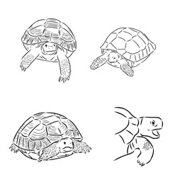 turtle in outlines - vector illustration. Asian land turtle, vector
