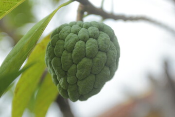 custard apple or  sugar apple.