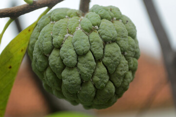 custard apple or  sugar apple.