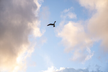 Real majestic sunrise sundown sky background with gentle colorful clouds with birds.