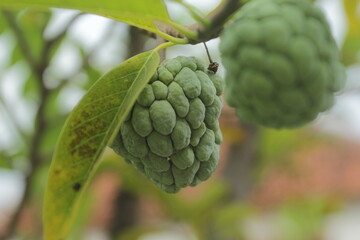 custard apple or sugar apple.