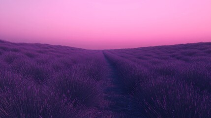 Obraz premium A Path Through a Field of Purple Flowers Under a Pink Sky