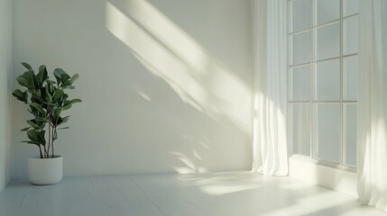 Fototapeta premium Sunlit minimalist room interior with plant, white wall, and sheer curtains.