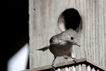 A bird eyeing the camera