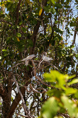 two little white terns left leaning right looking at each other