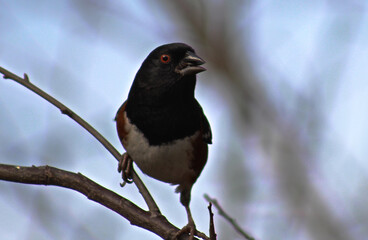 A bird with it's mouth slightly open.