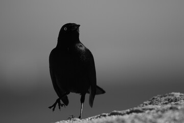 A bird eyeing you down.