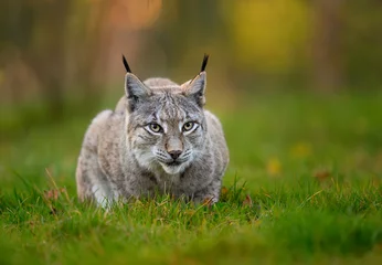 Gordijnen Eurasian lynx ( Lynx lynx ) close up © Piotr Krzeslak