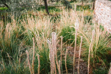 Garden space in Greece