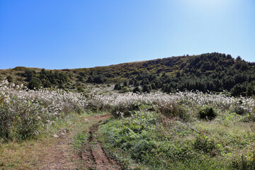 산 정상을 올라가는 숲길, 제주 제주시 한림읍 금악리 정물오름