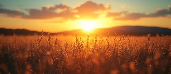 Golden sunset over a field of tall grass.