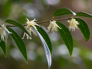 常緑の白花のトキワロウバイ