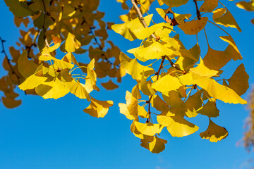 Yellow leaves of ginkgo tree in autumn, Japan