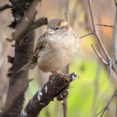 sparrow close up