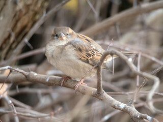 sparrow on a branch