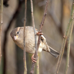sparrow sitting on a branch