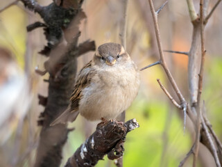portrait of a sparrow sitting on a branch