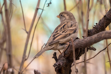 sparrow on a branch