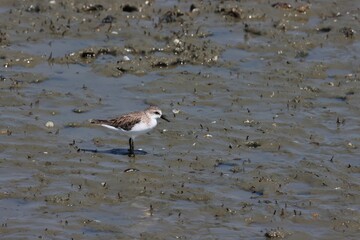 Greater sand plover (Charadrius leschenaultii) searching for food in mudflat shoreline