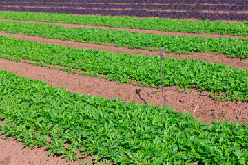 Closeup of green organic arugula on large plantation in sunny day