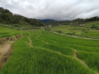 Rice produced by farmers is a staple food for the people of Java, Asia, Indonesia	