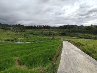 Rice produced by farmers is a staple food for the people of Java, Asia, Indonesia	