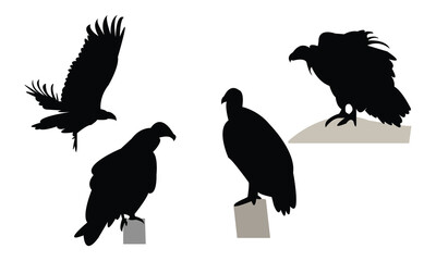 Vulture Bird Silhouette Design  And Vector Illustration. 