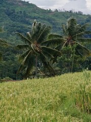Rice produced by farmers is a staple food for the people of Java, Asia, Indonesia	