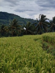 Rice produced by farmers is a staple food for the people of Java, Asia, Indonesia	