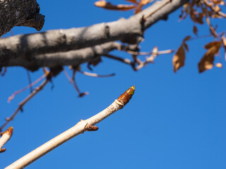 マロニエの冬芽。冬空の下、寒さに耐えながら、春を待っている。
Winter buds of marronnier. They are waiting for spring, enduring the cold under the winter sky.