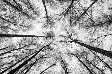 Black and white trees silhouettes on sky background. Trees crown isolated on white. View from below...
