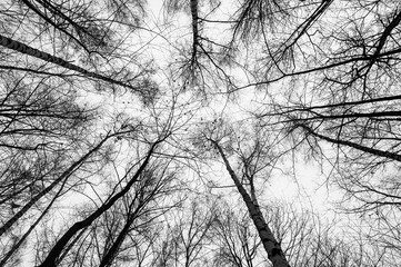 Black and white trees silhouettes on sky background. Trees crown isolated on white. View from below on tree branches in winter. Forest pattern texture. Halloween concept. 