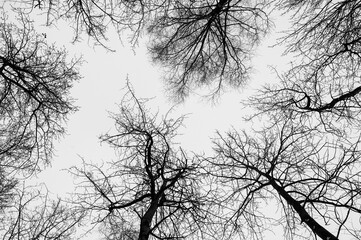 Black and white trees silhouettes on sky background. Trees crown isolated on white. View from below...