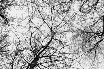 Obraz premium Black and white trees silhouettes on sky background. Trees crown isolated on white. View from below on tree branches in winter. Forest pattern texture. Halloween concept. 