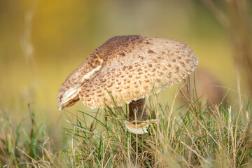 Auf einer Wiese stand dieser schöne Pilz im Sonnenlicht.