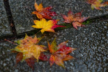Autumn maple leaves in yellow, orange and red tones against wet floor