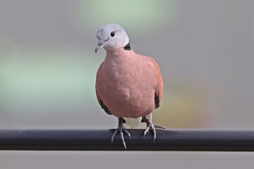 male Red collared dove (Streptopelia tranquebarica) perching on power line