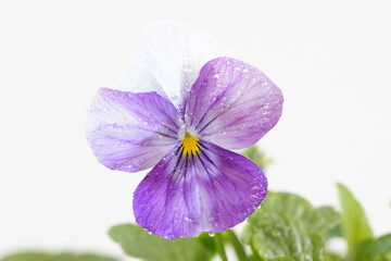 Obraz premium ビオラ （ピンクビーコン）