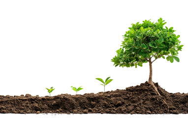 Symbolic Growth Represented By Tree From Sapling Isolated On Transparent Background PNG.